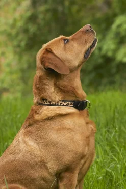 Holland Cooper HC Classic Dog Collar Black & Leopard Pony Clearance