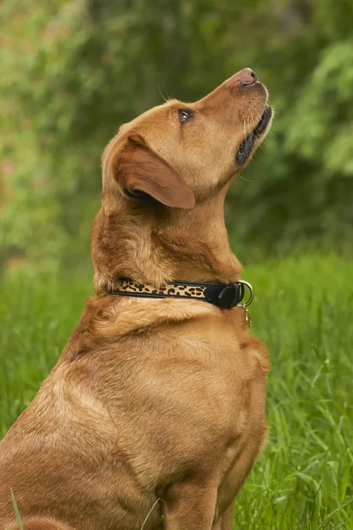 Holland Cooper HC Classic Dog Collar Black & Leopard Pony Clearance