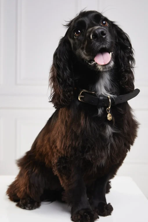 Holland Cooper HC Classic Dog Collar Black & Leopard Pony Clearance